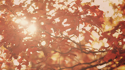 Fall Colors Sun Leaves Red