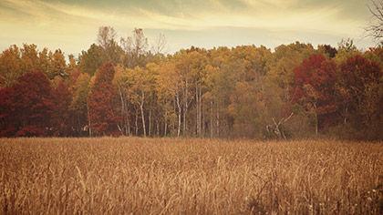 Fall Colors Tall Grass