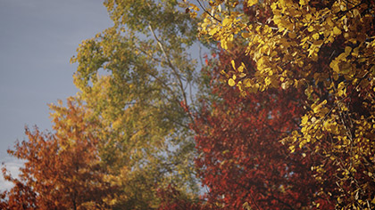 Fall Colors Various Trees