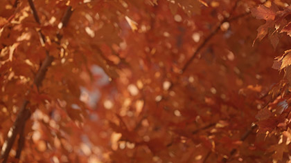 Fall Focus Orange Blur