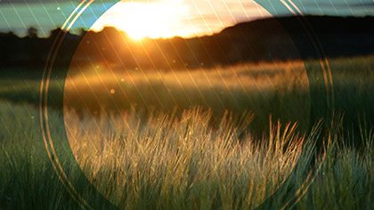 Fall Harvest Barley Field