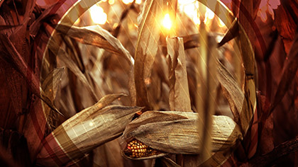 Fall Harvest Corn Closeup