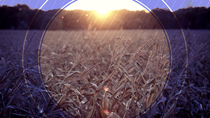 Fall Harvest Cornfield Sunset