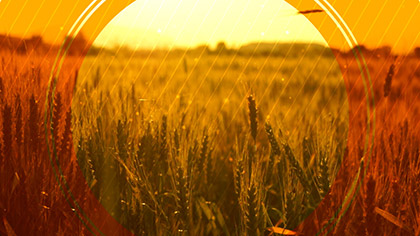 Fall Harvest Golden Wheat