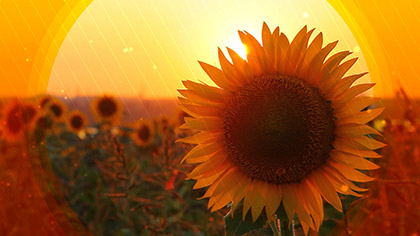 Fall Harvest Sunflower Sunset