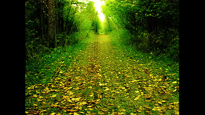 Forest Path