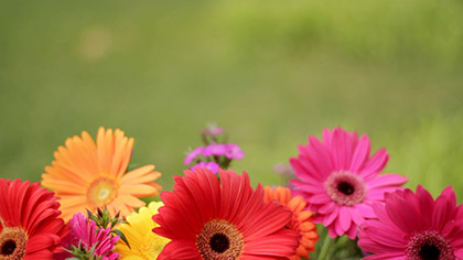 Gerber Daisies