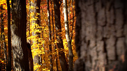 Golden Forest