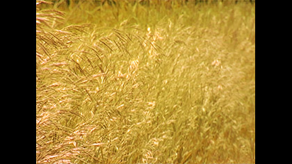 Golden Grass