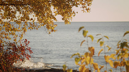 Lake Shore Golden Tree