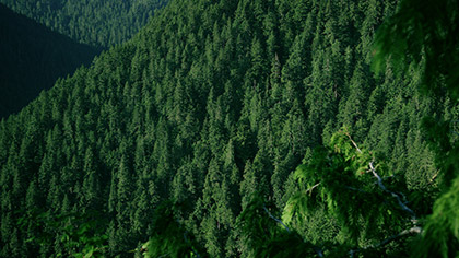 Mountain Pines Close Up