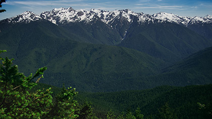 Mountain Pines Majestic Peaks