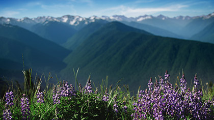 Mountain Pines Purple Flower Focus