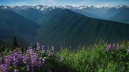 Mountain Pines Purple Flowers