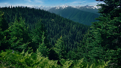 Mountain Pines Rolling Forest