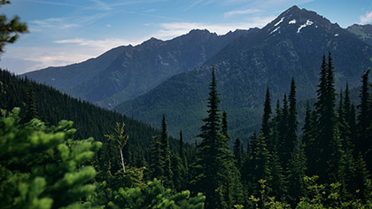 Mountain Pines Tall Trees