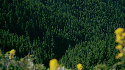 Mountain Pines Yellow Flowers