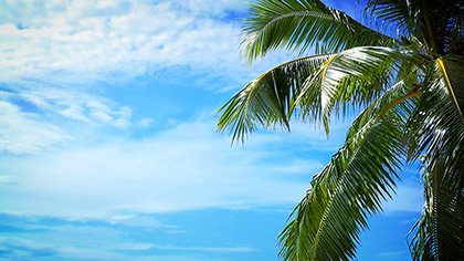 Palm Tree Clouds