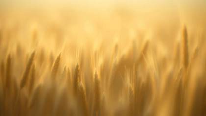 Pastoral Golden Wheat