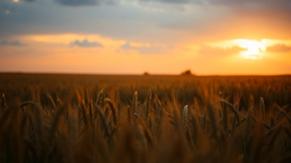 Pastoral Wheat Field