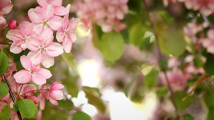 Pink Flower Tree Closeup