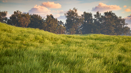 Prairie Meadow Drift