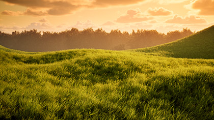 Prairie Sunset Field