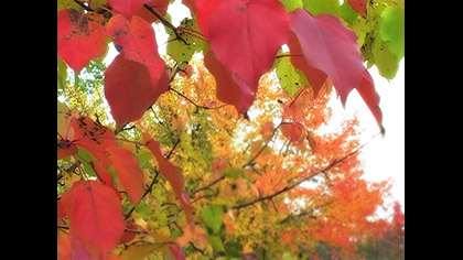 Red Leaves