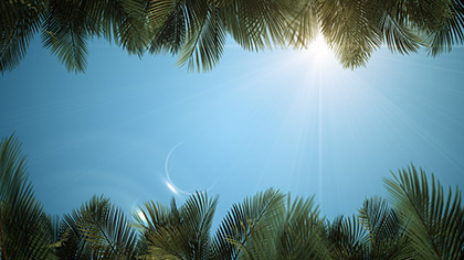 Sky View Palm Branches Blue