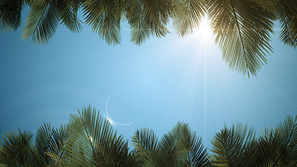 Sky View Palm Branches Blue Scroll