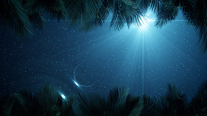 Sky View Palm Branches Night