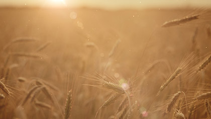 Summer Wheat Closeup Blur