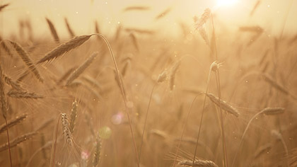 Summer Wheat Closeup Flare