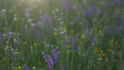 Summer Wildflowers Colorful