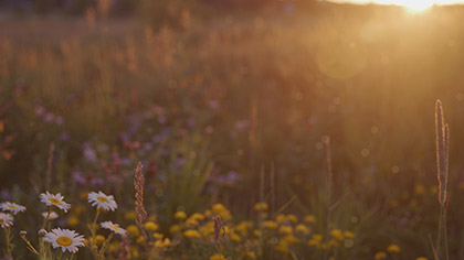 Summer Wildflowers Daisy Sunset