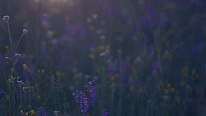 Summer Wildflowers Dark