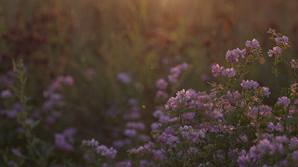 Summer Wildflowers Pink Dusk