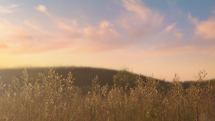 Summer Wildflowers Sunset Grass