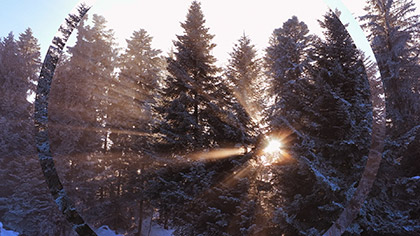 Winter Sunrise Snowy Pines