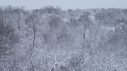 Winter Woods Close Trees