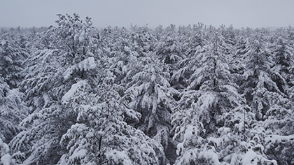 Winter Woods Pine Peaks