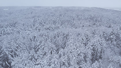 Winter Woods Reverse Aerial