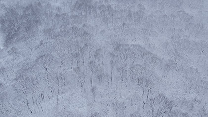 Winter Woods Wide Trees