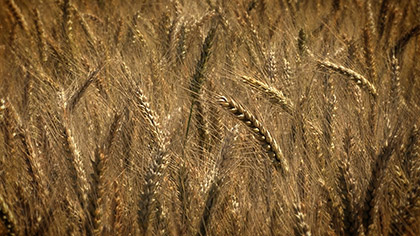 Harvest Wheat