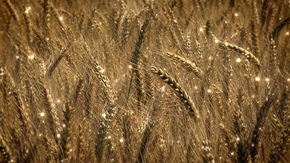 Harvest Wheat Particles