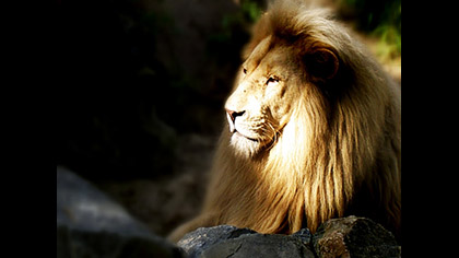 Lion Of Judah