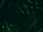 Prismatic Emerald Green