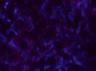 Prismatic Midnight Blue Slow