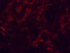 Prismatic Red Fire Slow