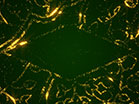Sparkle Green Diamond